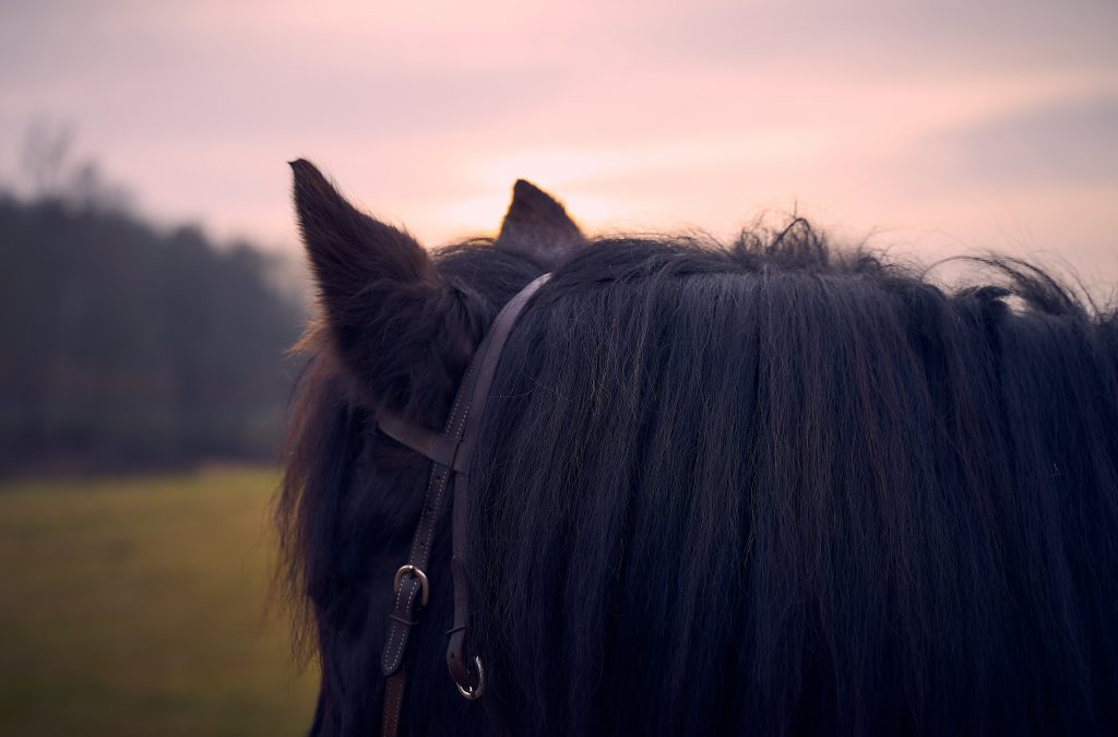 Pferd, Pferdeohren, Sonnenuntergang