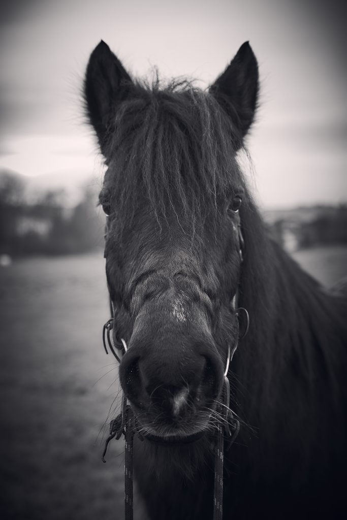Pferd, Portraitpferd